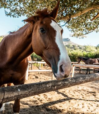 Close-up of a brown horse with a white blaze on its face near a wooden fence.