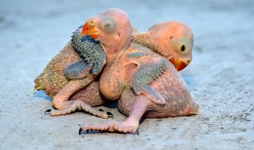 Ring Necks Babies For Hand Feeding Malta