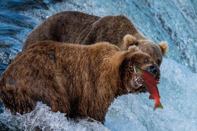 Best Of Alaska