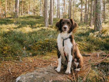 Dog sitting on a rock in the forest.