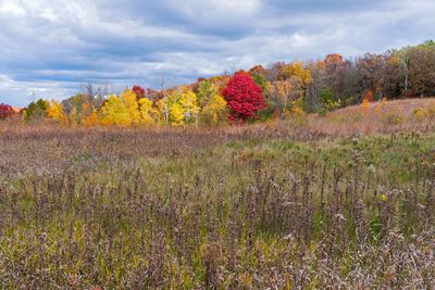 Prairie grasses and a woodland edge in autumn colors