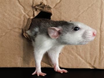 A rat peeks out of a hole in a cardboard box.