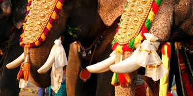 Elephant procession on tempel festival in Kerala 
