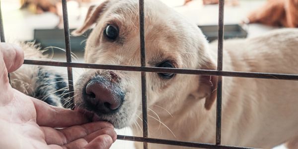 A dog gently nibbling a person's hand through a cage.