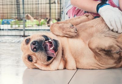 Happy dog lying on its back enjoying belly rubs.