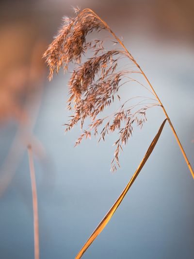 Counseling for Christians in Kansas Christian counseling in Lenexa Christian Therapist Christian