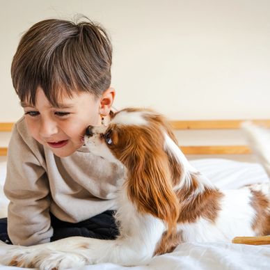 Three Cavalier puppies sitting in a row on a wooden porch. Cavalier Puppies for sale near me