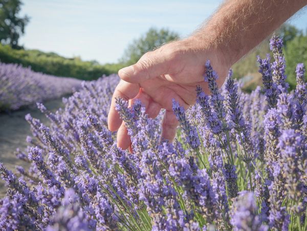 Hand gently touching lavender flowers in a sunny field.