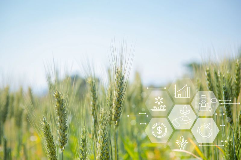 Smart agriculture technology and agricultural Barley Rice innovations measure crop growth rates, digital controls and weather monitoring to oversee precision agriculture 4.0, increasing yield quality.