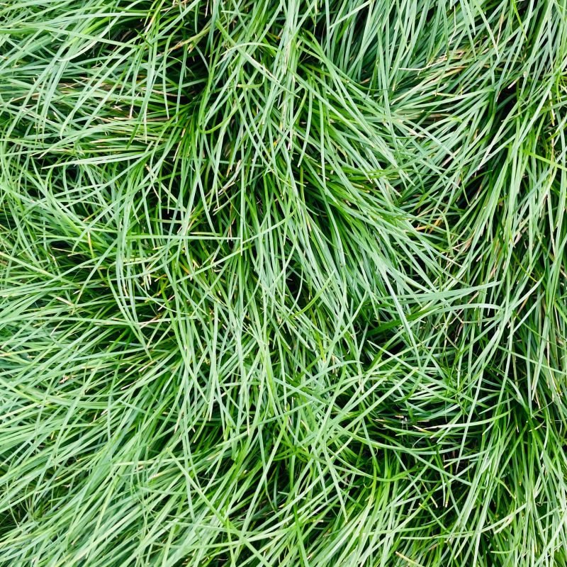Lush lawn in spring