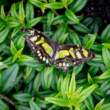 A butterfly with torn wings on green leaves.