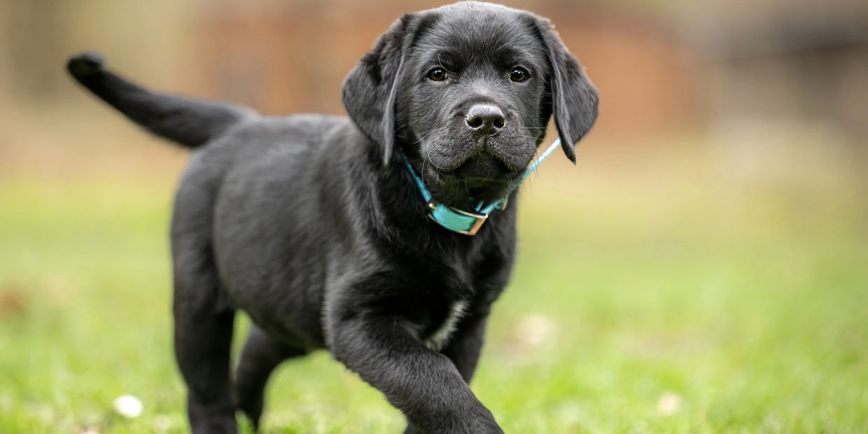 A black Labrador puppy walking on grass with a turquoise collar.