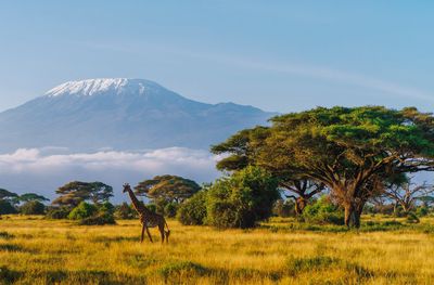 Giraffe in African savanna with Mount Kilimanjaro.