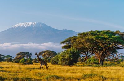 Giraffe in African plans in front of Mount Kilimanjaro