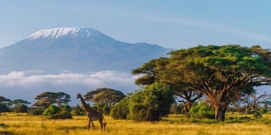 A giraffe stands in a savanna with Mount Kilimanjaro in the background.