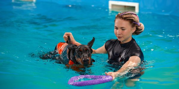 A woman trains a Doberman in swimming with a toy in a pool.