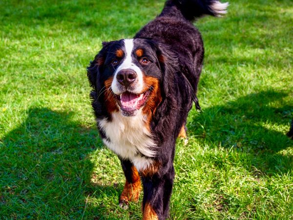 A happy Bernese Mountain Dog walking on green grass.