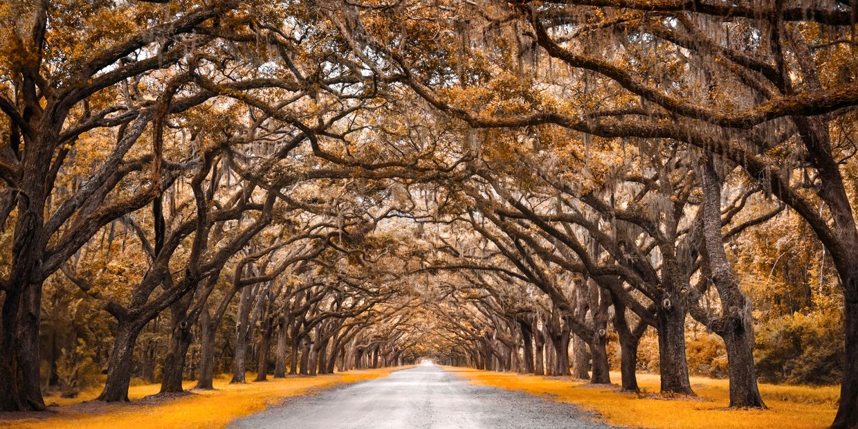 Oak tree road in McAllen, TX symbolizing strength, growth, and legacy at Oakfront Financial.