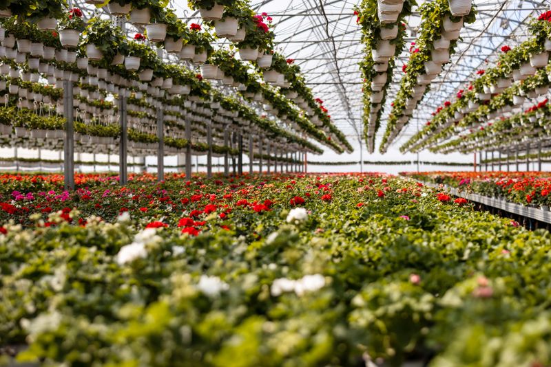 A wide display of various beautiful flowers growing in pot in a greenhouse on sale or nursery or plant shop