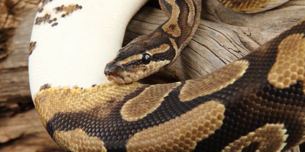 Close-up of a ball python with unique coloration on wood.