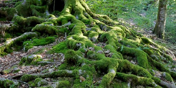 Ancient tree roots with green moss – representing nature’s deep wisdom & connection