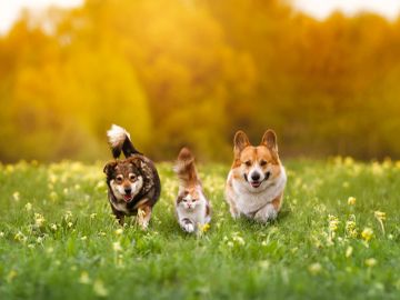Three dogs running through a clean sunny yard