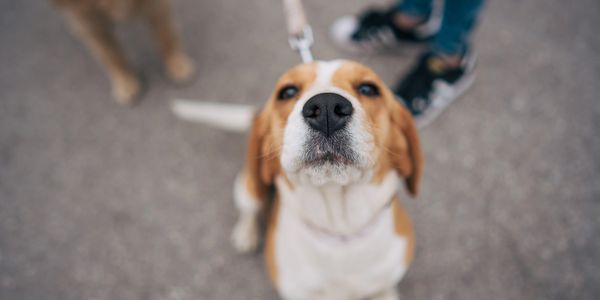 Reliable dog walker in Hanover, PA