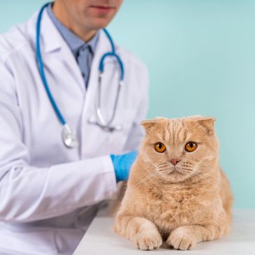 A veterinarian examines a calm Scottish Fold cat in a clinic.