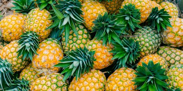 A pile of fresh pineapples with green tops.