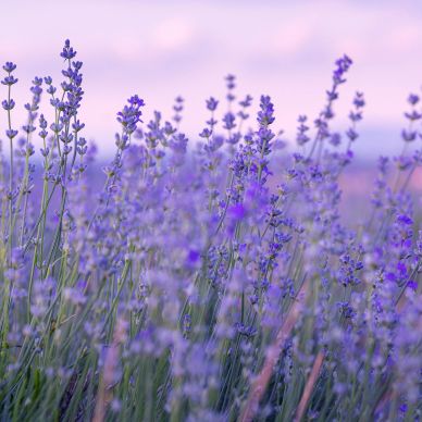 Field of purple lavender flowers.