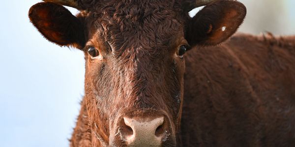 Close-up of a brown cow's face with textured fur and horns.