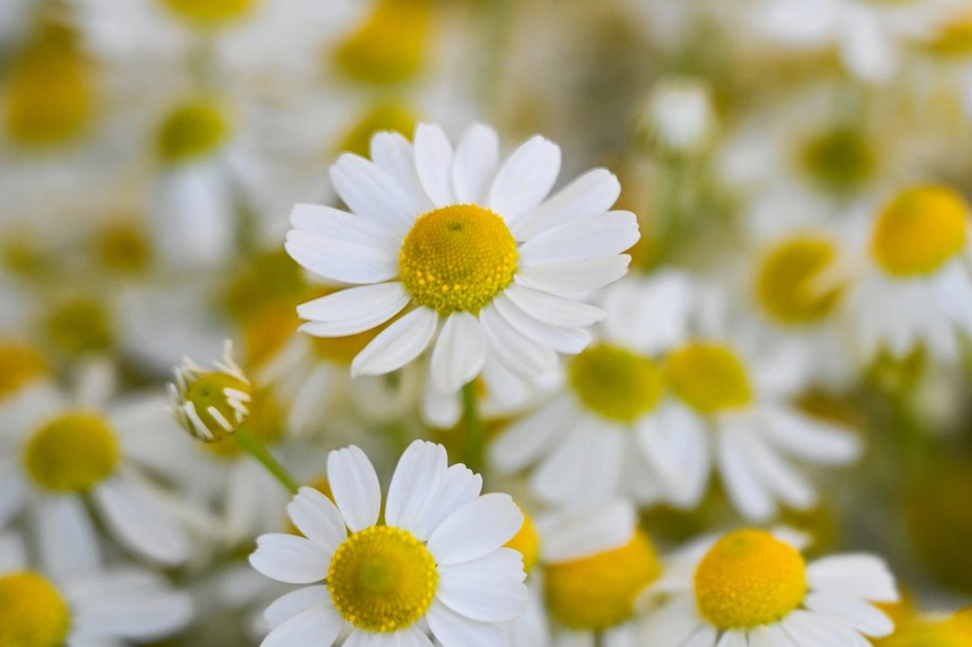 Close‑up of white chamomile flowers with yellow centers, symbolizing calm and natural healing.