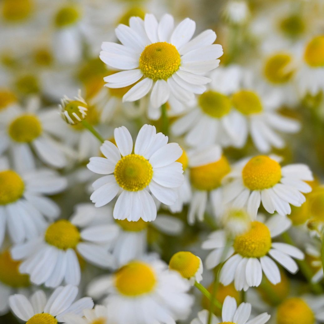 Close‑up of white chamomile flowers with yellow centers, symbolizing calm and natural healing.