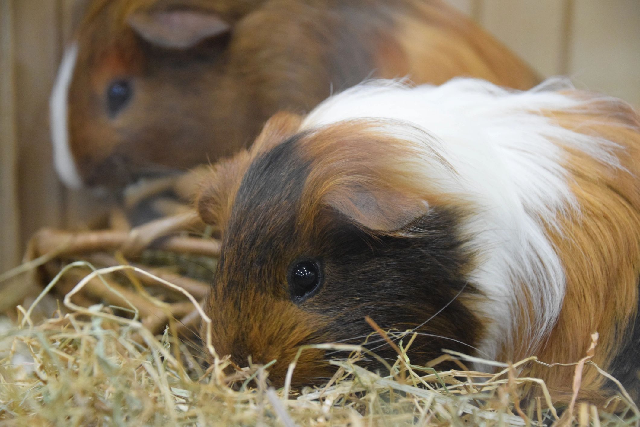 Two guinea pigs nestled in hay, showcasing their tricolor fur.