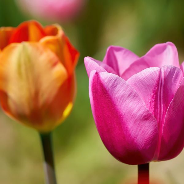 Work with a consultant to help your business blossom and grow