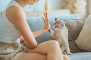 Cat relaxing on pet parent’s lap, showing trust and wellness care.