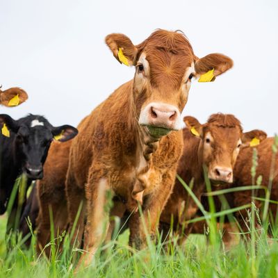 A group of curious cows with yellow ear tags standing in green grass. DIY AI