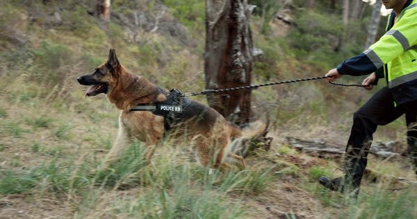 A police dog is trailing with their handler behind them.