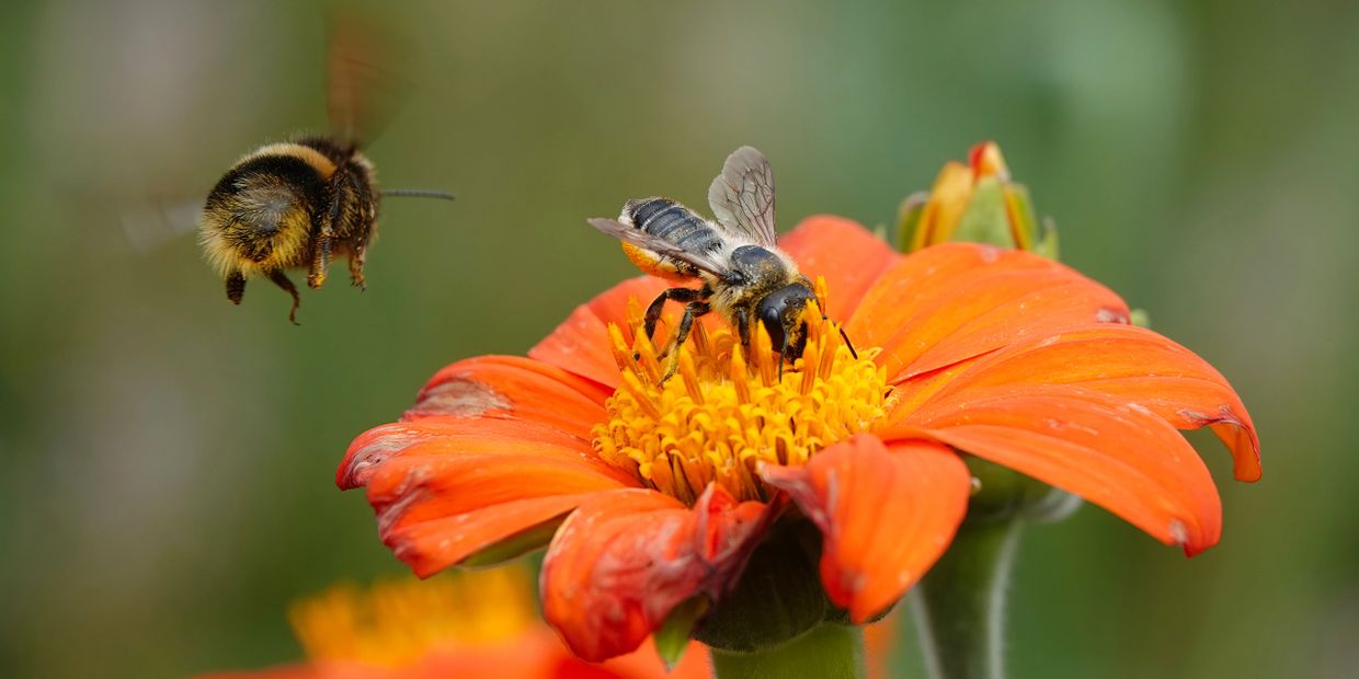 Biodiversity Regeneration