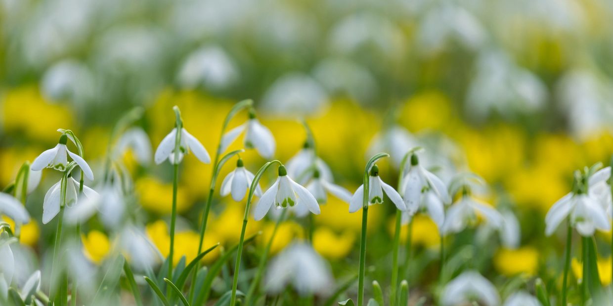 snowdrops & aconites