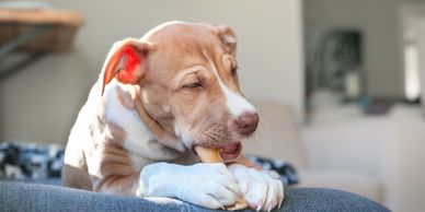 Puppy chewing on a bone on a couch in soft sunlight.