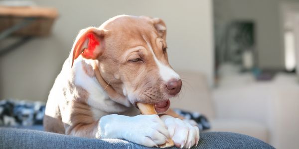 Puppy chewing on a bone on a couch in soft sunlight.