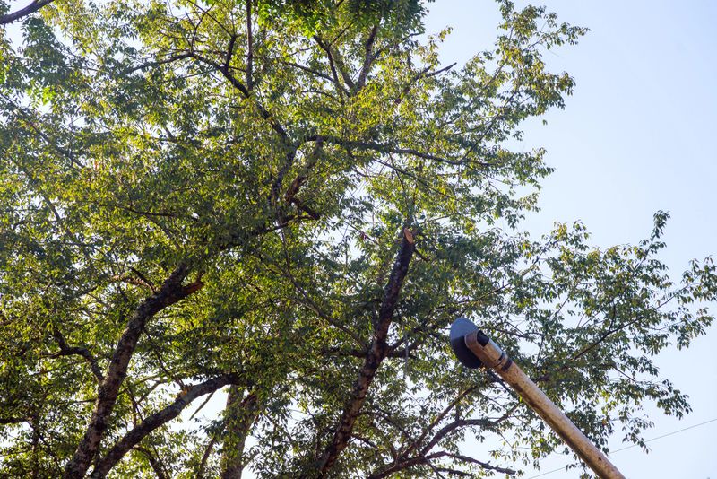 Cutting branches on tree using telescopic trimming blade saw is performed by lumberjack.