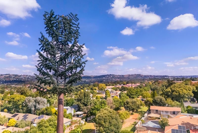 Cellular Tower Camouflaged to blend in with other trees but standing taller.