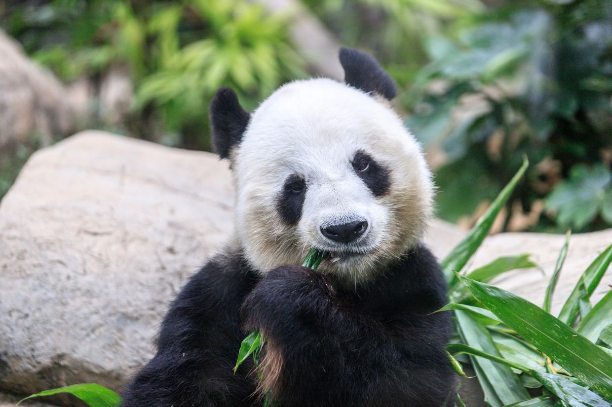 Panda eating bamboo leaves in a natural setting.