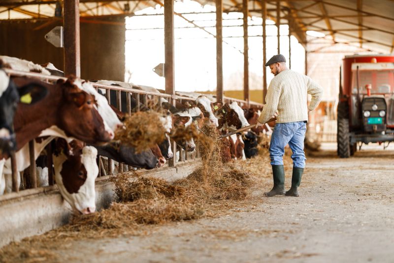 A farmer is captured in the act of distributing hay to a herd of attentive cows in a dairy barn, a routine yet crucial part of daily farm life.