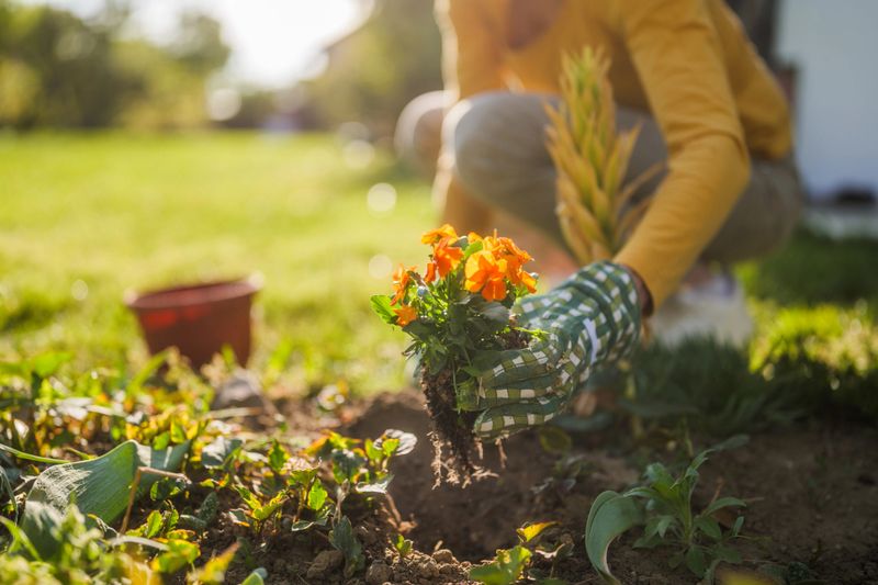 Close up image of senior woman  gardening in her yard. She is  planting a flower.