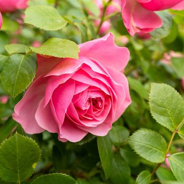 A vibrant pink rose blooming among green leaves.