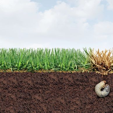 Healthy green grass contrasts with dry brown grass above soil with a grub.