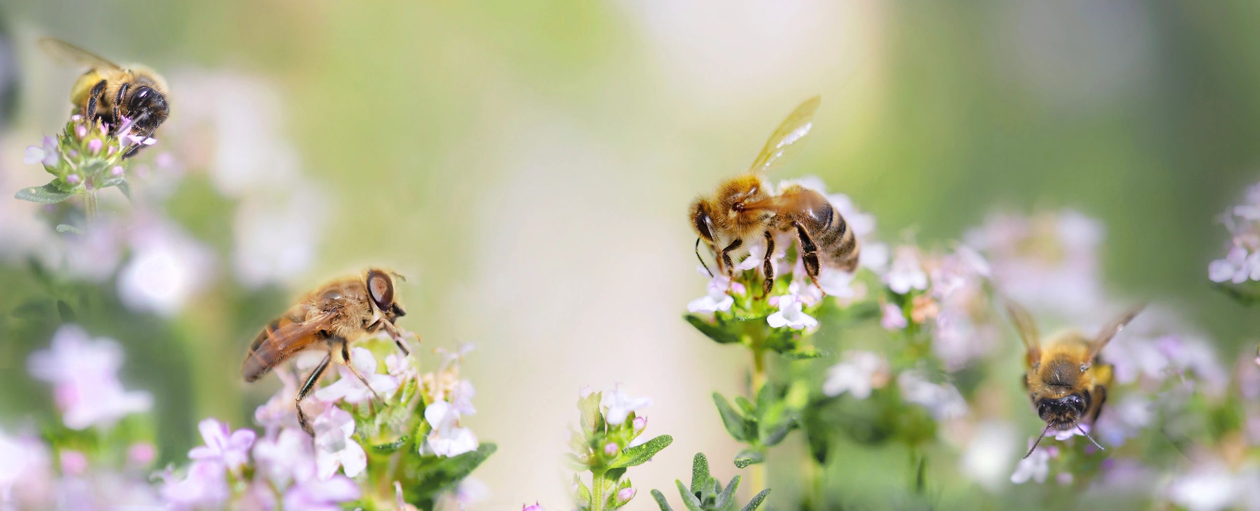 Big Creek Apiaries